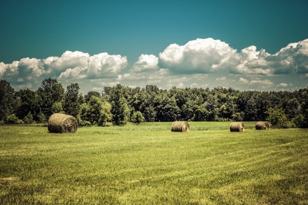 champ en été